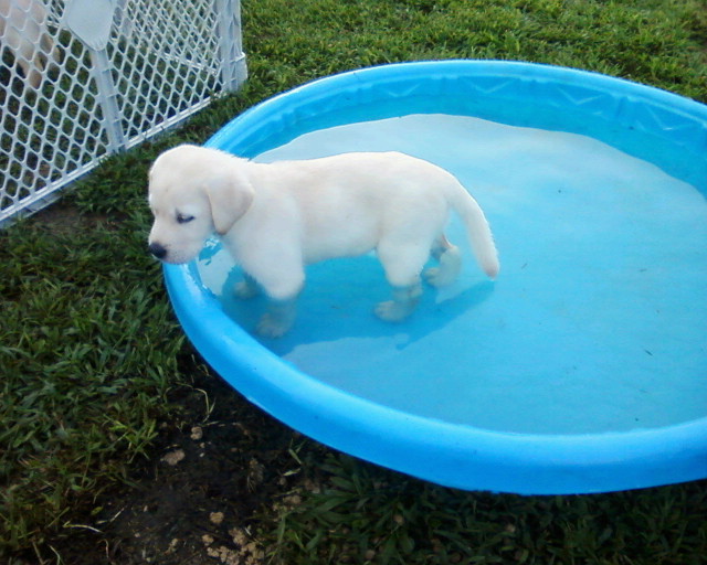 akc white lab puppies for sale