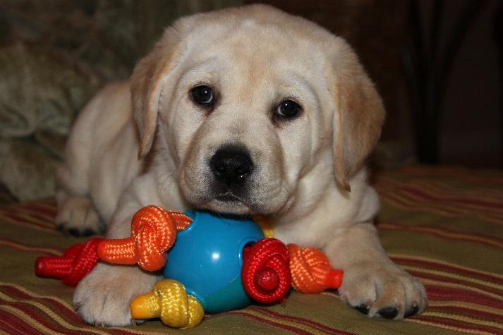 One of Bindi's pups