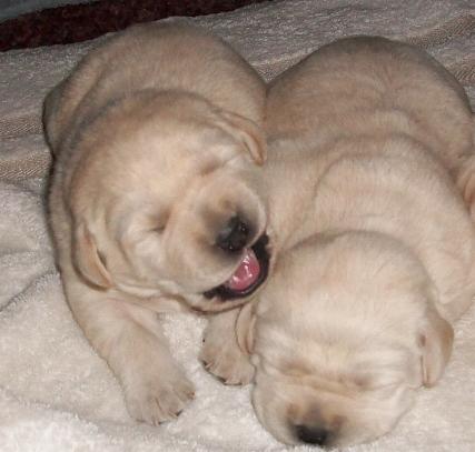 AKC English Labrador puppies for sale in Allegan MI. 269 ...