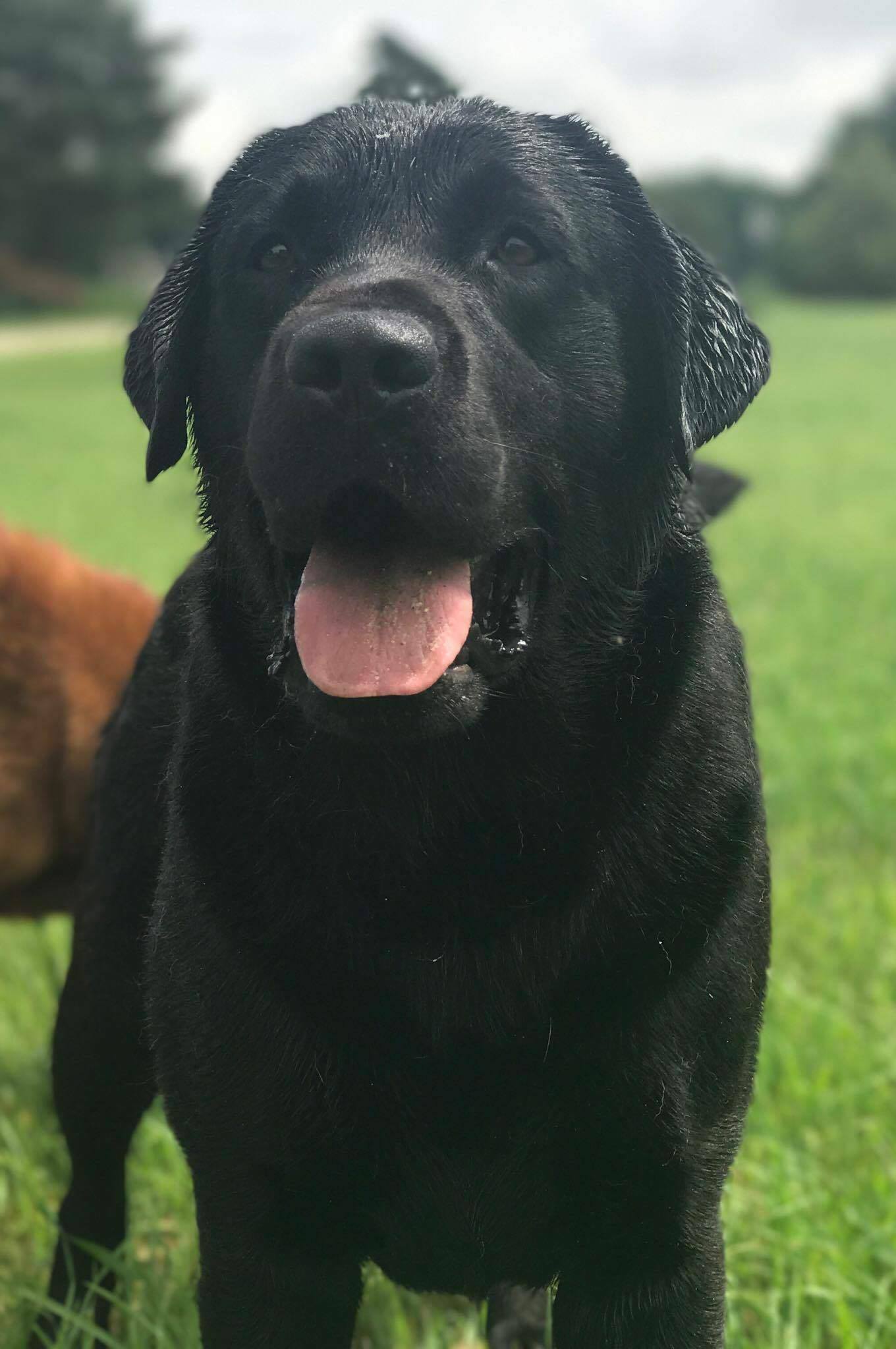 english black lab