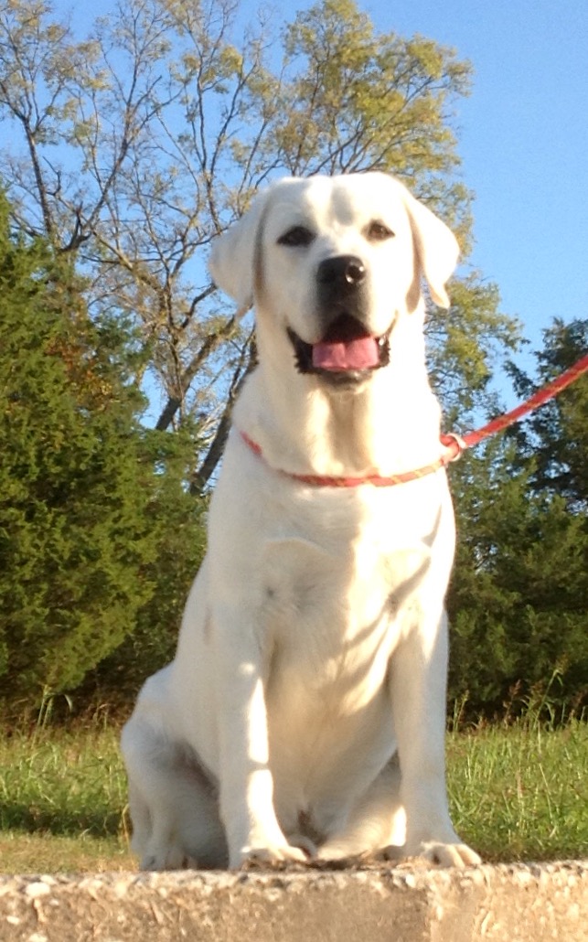 KTL White, Yellow, chocolate, English Labrador lab Pup ...