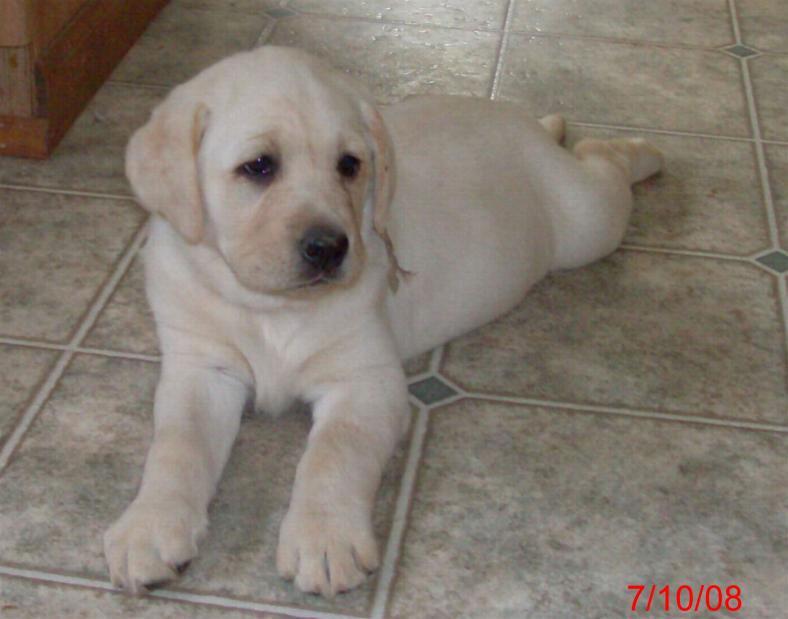 yellow english lab puppies for sale