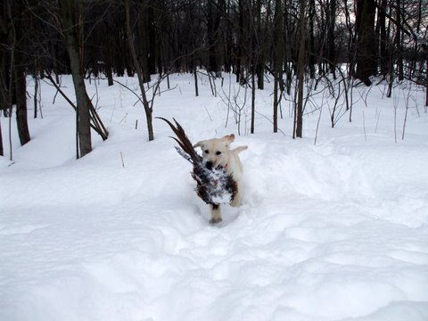 Homer and his first Pheasent!!