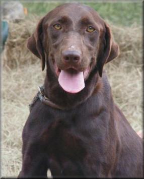 American chocolate best sale lab